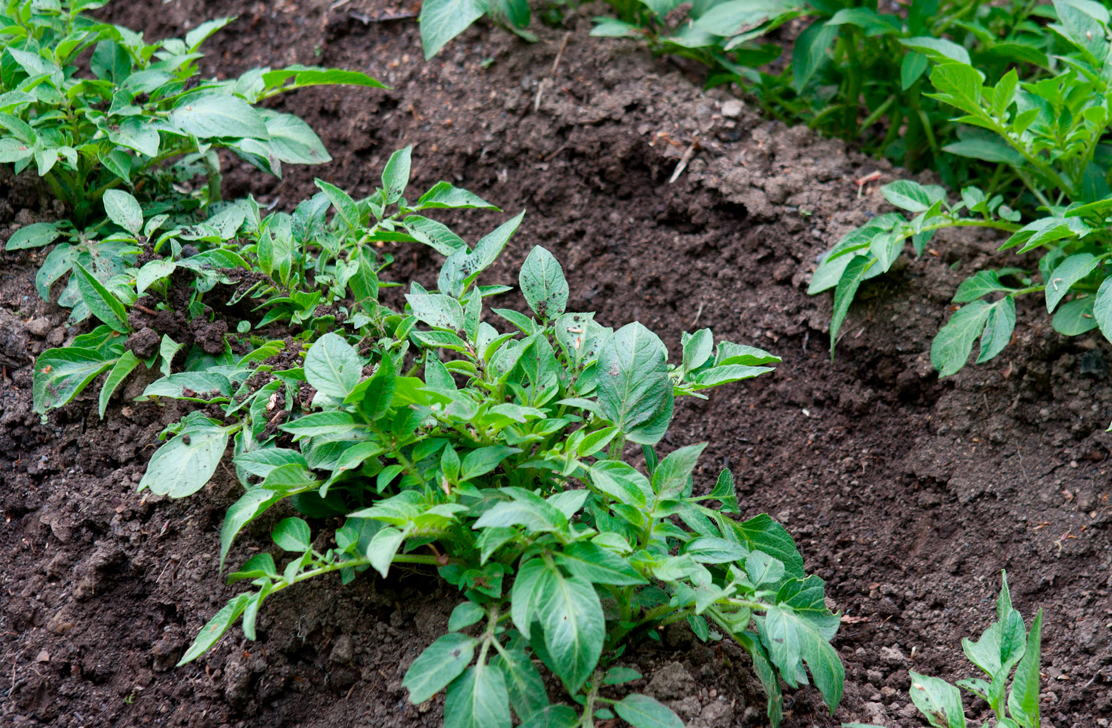 Hyppede kartofler. Foto: GAP Photos/Mark Winwood