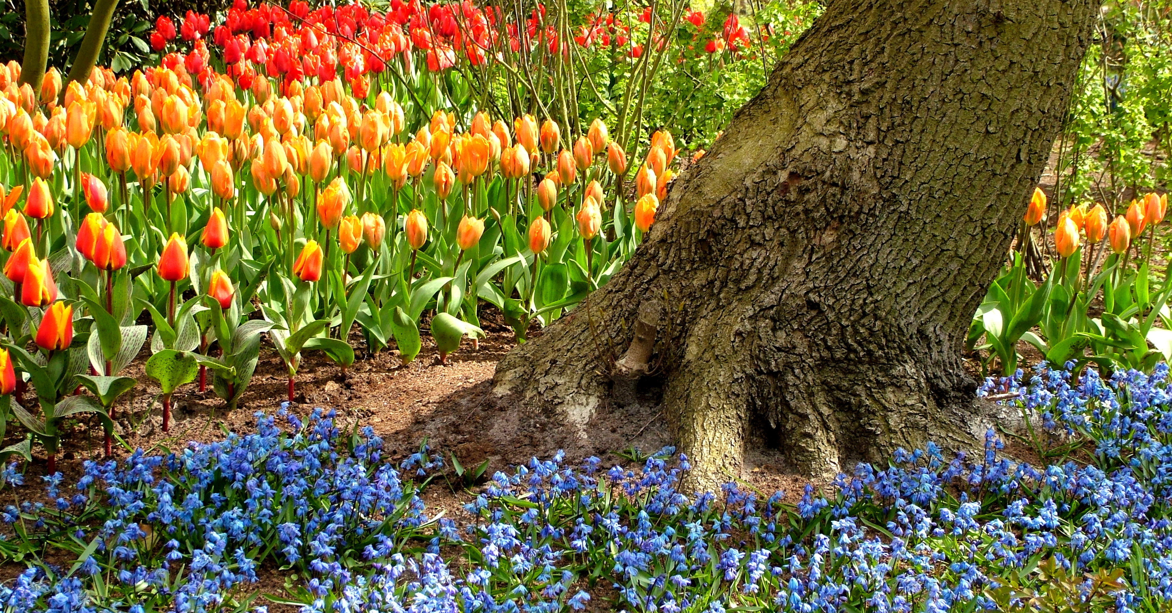 Tulipaner i overflod. Foto: Flickr