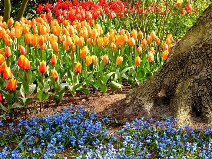 Tulipaner i overflod. Foto: Flickr