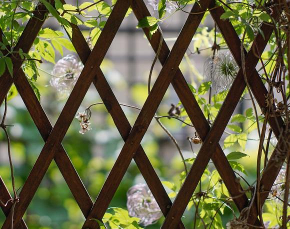 Et hegn af tynde lister, hvor klatreplanter kan gro, er et alternativ til en klippede hæk. Foto: Pixabay