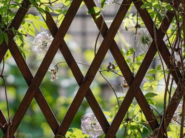 Et hegn af tynde lister, hvor klatreplanter kan gro, er et alternativ til en klippede hæk. Foto: Pixabay