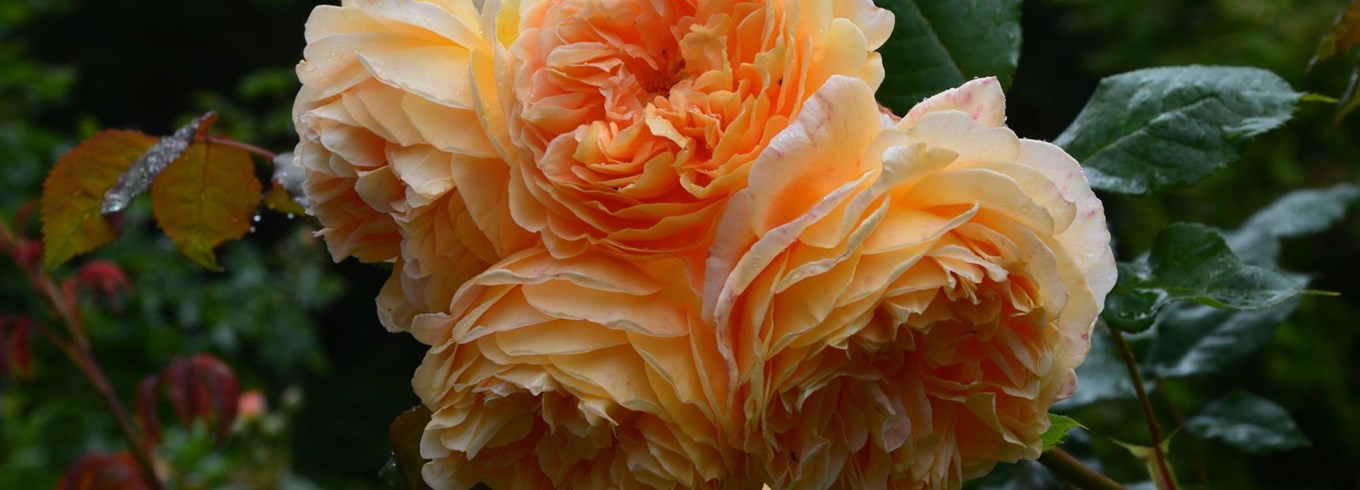 Smuk orange rose