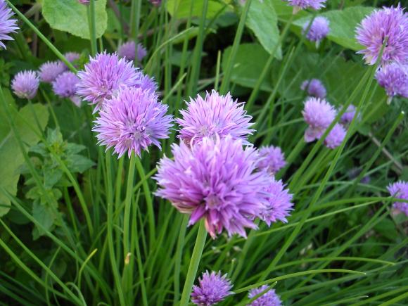 Purløg. Foto: Gusta Clasen