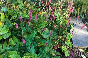 Kærtepileurt, Persicaria amplexicaulis.