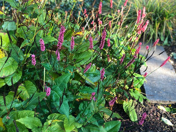 Kærtepileurt, Persicaria amplexicaulis.
