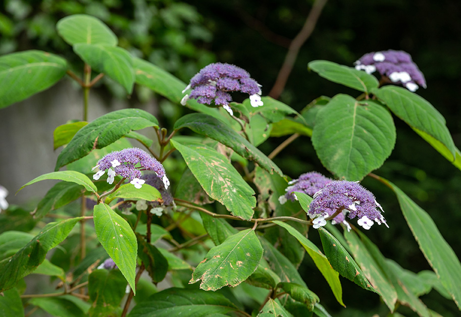 Rubladet hortensia, Hydrangea aspera. Foto: iStock/Wjarek