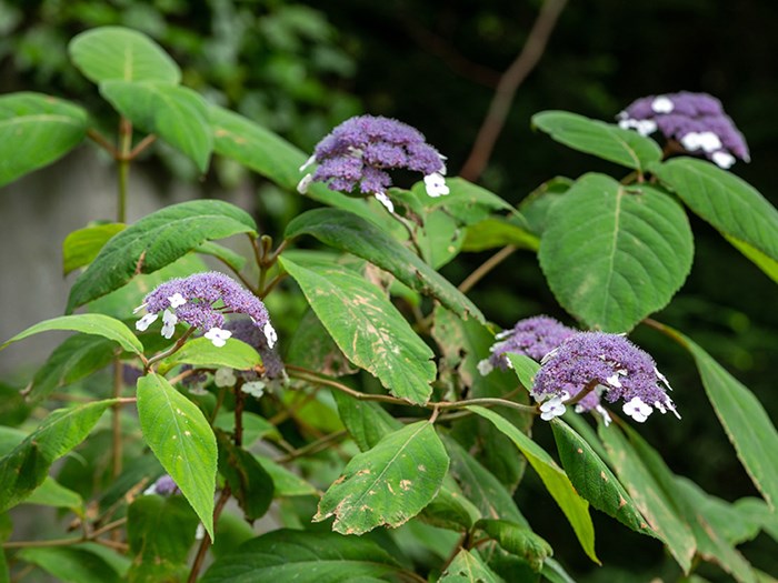 Rubladet hortensia, Hydrangea aspera. Foto: iStock/Wjarek