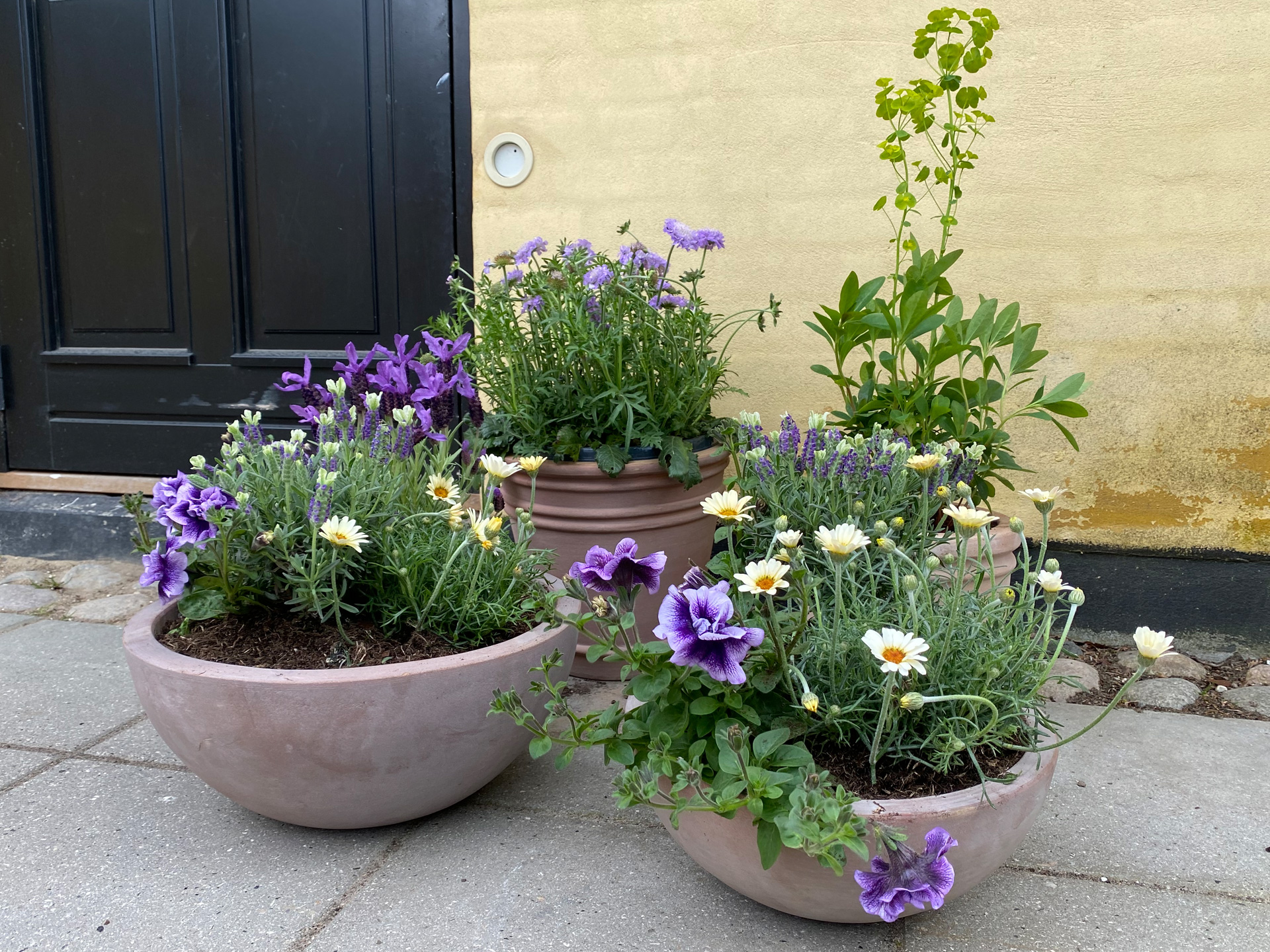 Lilla sommerblomster og stauder med et strejf af lime og gult til den solfyldte terrasse. Foto: Haveselskabet