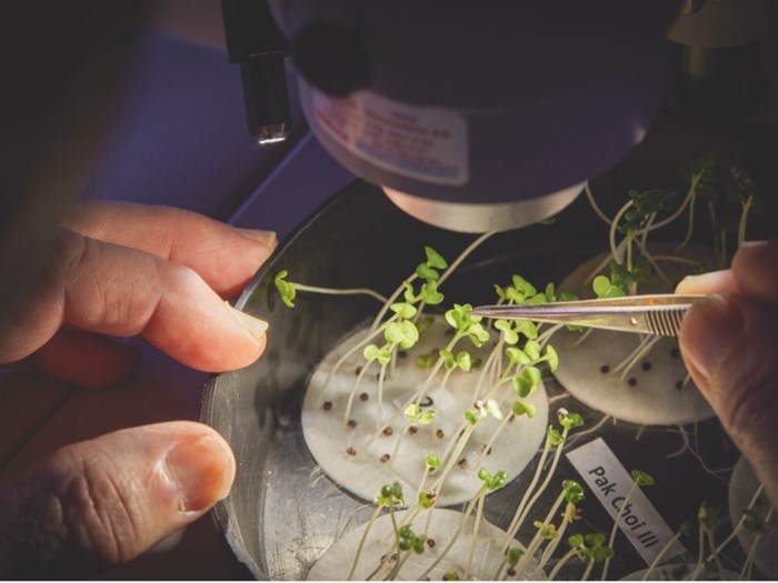 Gartneritekniker, Magnus Gammelgaard, undersøger mulige svampe og bakterier i frø i mikroskop. Foto: Thomas Evaldsen