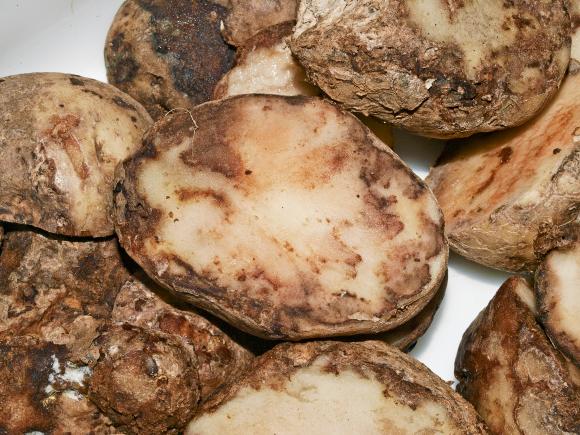 Kartoffelskimmel, tværsnit af kartoffel. Foto: Magnus Gammelgaard Nielsen