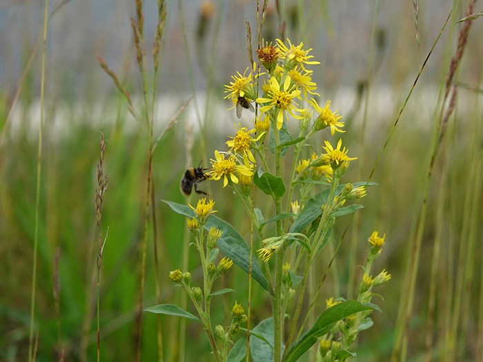 Almindelig gyldenris, Solidago virgaurea. Foto: Flickr Gertjan Van Noord