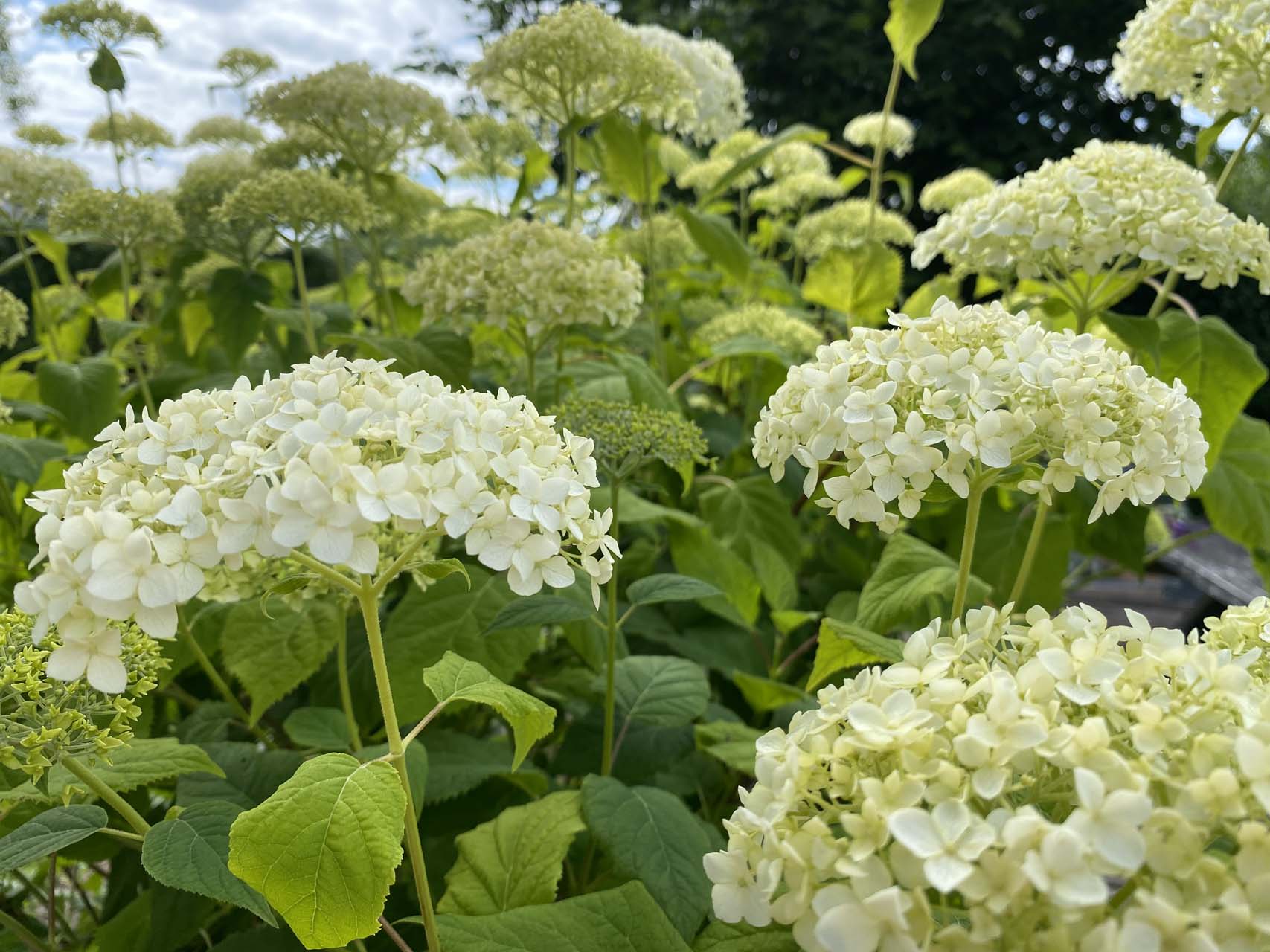 Træagtig hortensia, Hydrangea arborescens. Foto: Haveselskabet