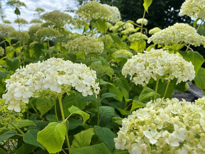 Træagtig hortensia, Hydrangea arborescens. Foto: Haveselskabet