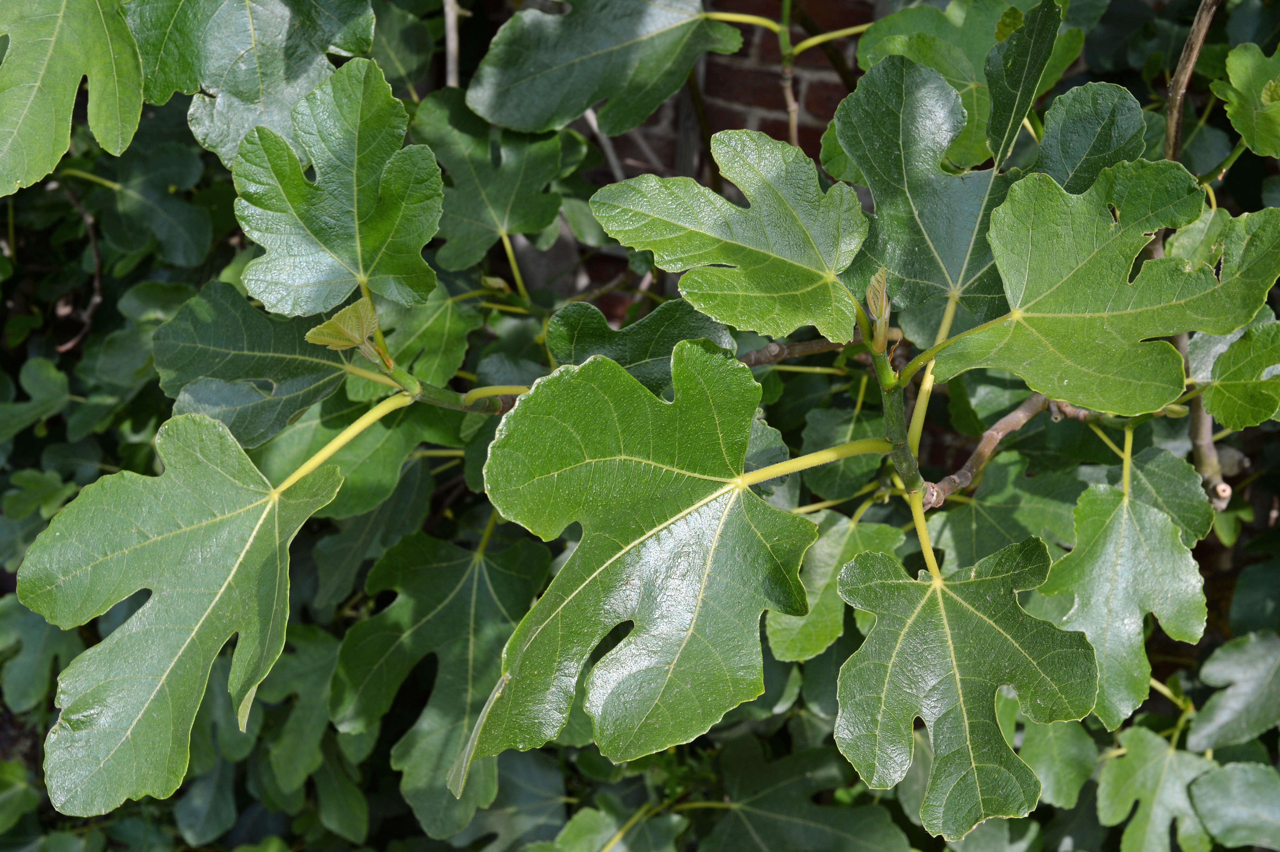 Figentræ med tætte grene. Foto: Flickr/Joost J. Bakker