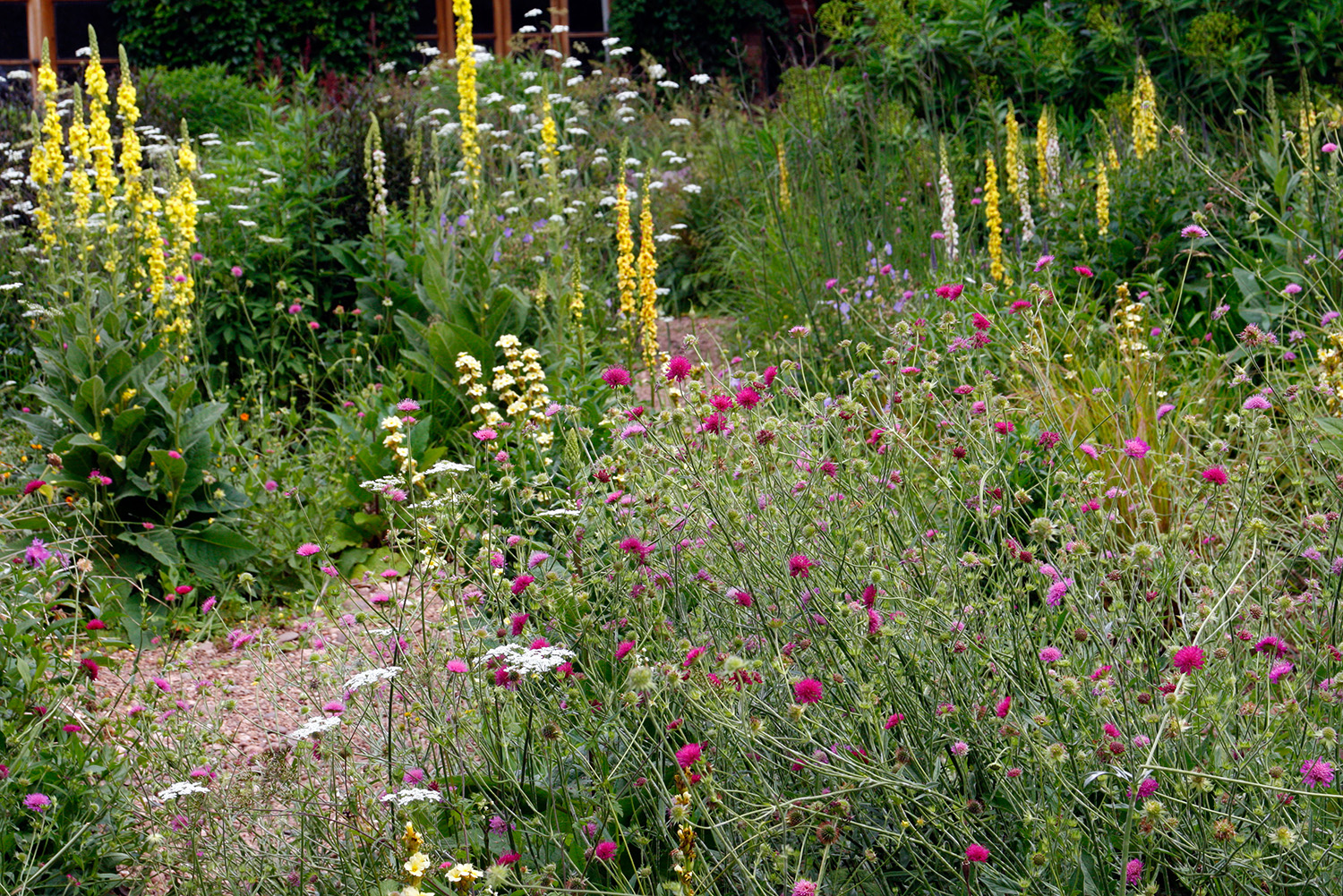 Sørg for masser af blomstrende planter, fx som her de mørklilla makedonsk blåhat, Knautia macedonica, og kongelys, Verbascum chaixii, som er rigtigt gode nektarplanter. Foto: Alamy Stock Photo