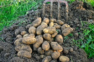 Sådan dyrker du kartofler. Nyopgravede kartofler af sorten 'Ditta'. Foto: Maren Korsgaard