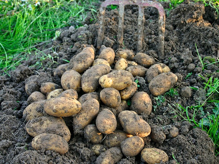 Sådan dyrker du kartofler. Nyopgravede kartofler af sorten 'Ditta'. Foto: Maren Korsgaard