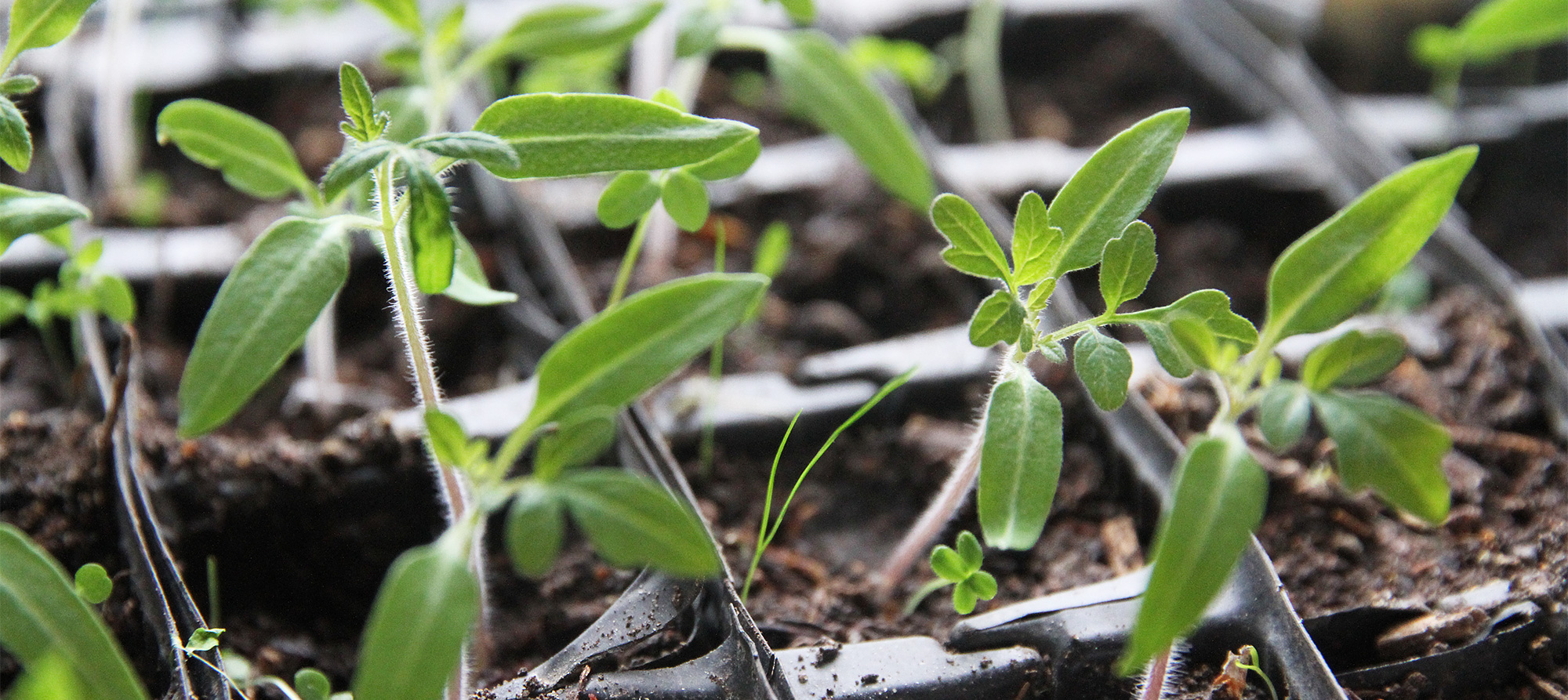 Små forspirede tomatplanter. Foto: Karna Maj