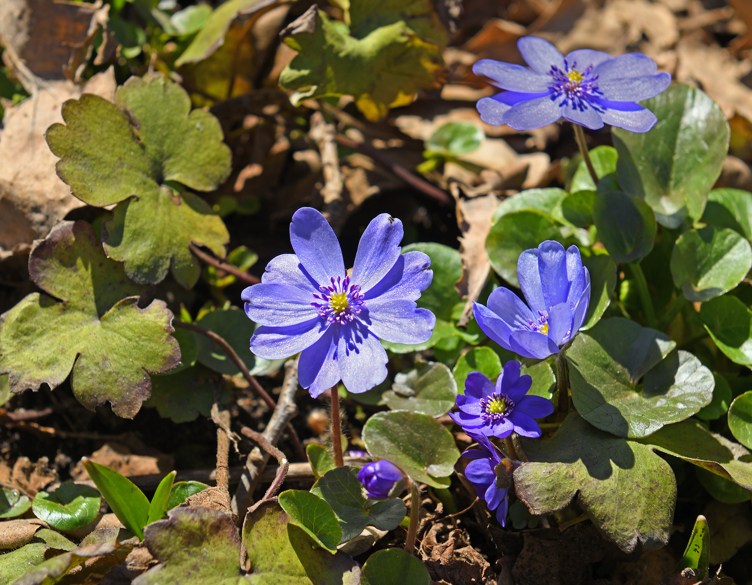 Ungarsk anemone. Foto: Istock/Valerijap