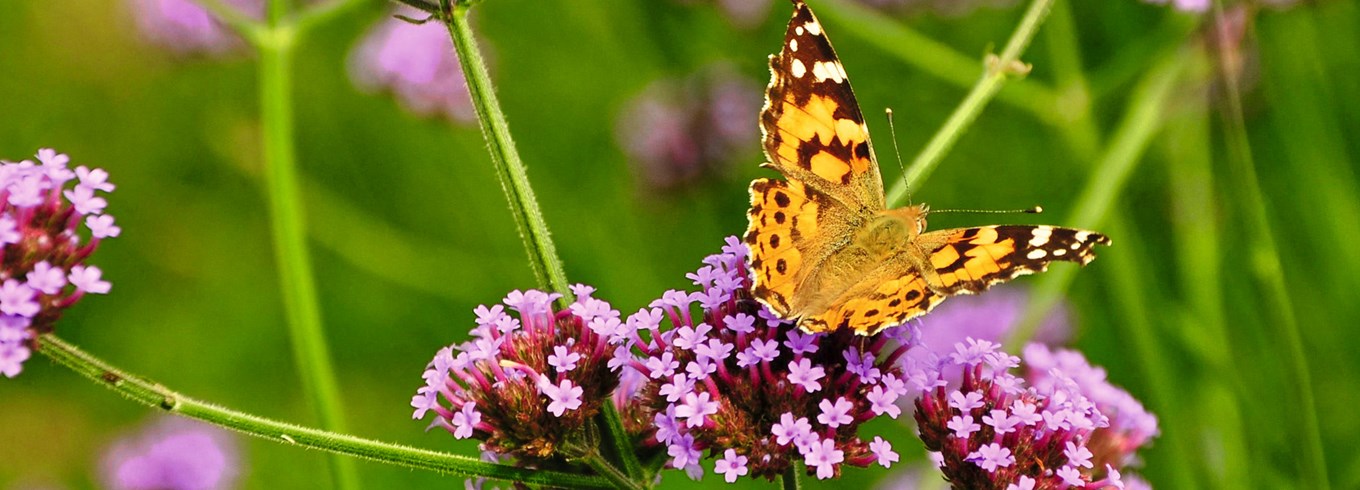 Tidselsommerfugl på kæmpejernurt, Verbena bonariensis. Foto: Pxhere