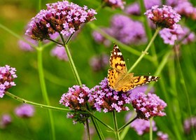 Tidselsommerfugl på kæmpejernurt, Verbena bonariensis. Foto: Pxhere