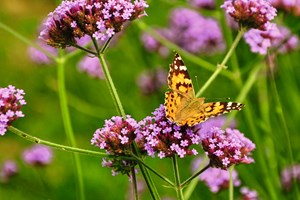 Tidselsommerfugl på kæmpejernurt, Verbena bonariensis. Foto: Pxhere