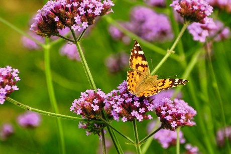 Tidselsommerfugl på kæmpejernurt, Verbena bonariensis. Foto: Pxhere