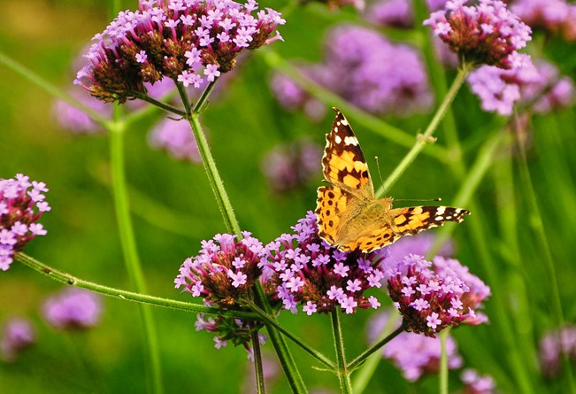 Tidselsommerfugl på kæmpejernurt, Verbena bonariensis. Foto: Pxhere