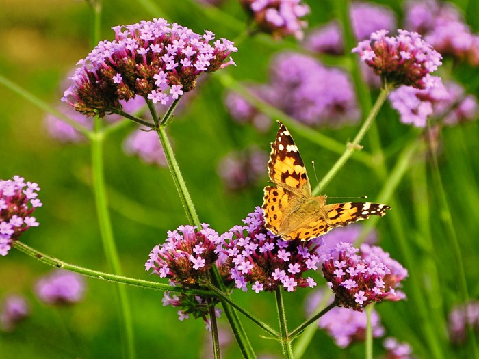 Tidselsommerfugl på kæmpejernurt, Verbena bonariensis. Foto: Pxhere