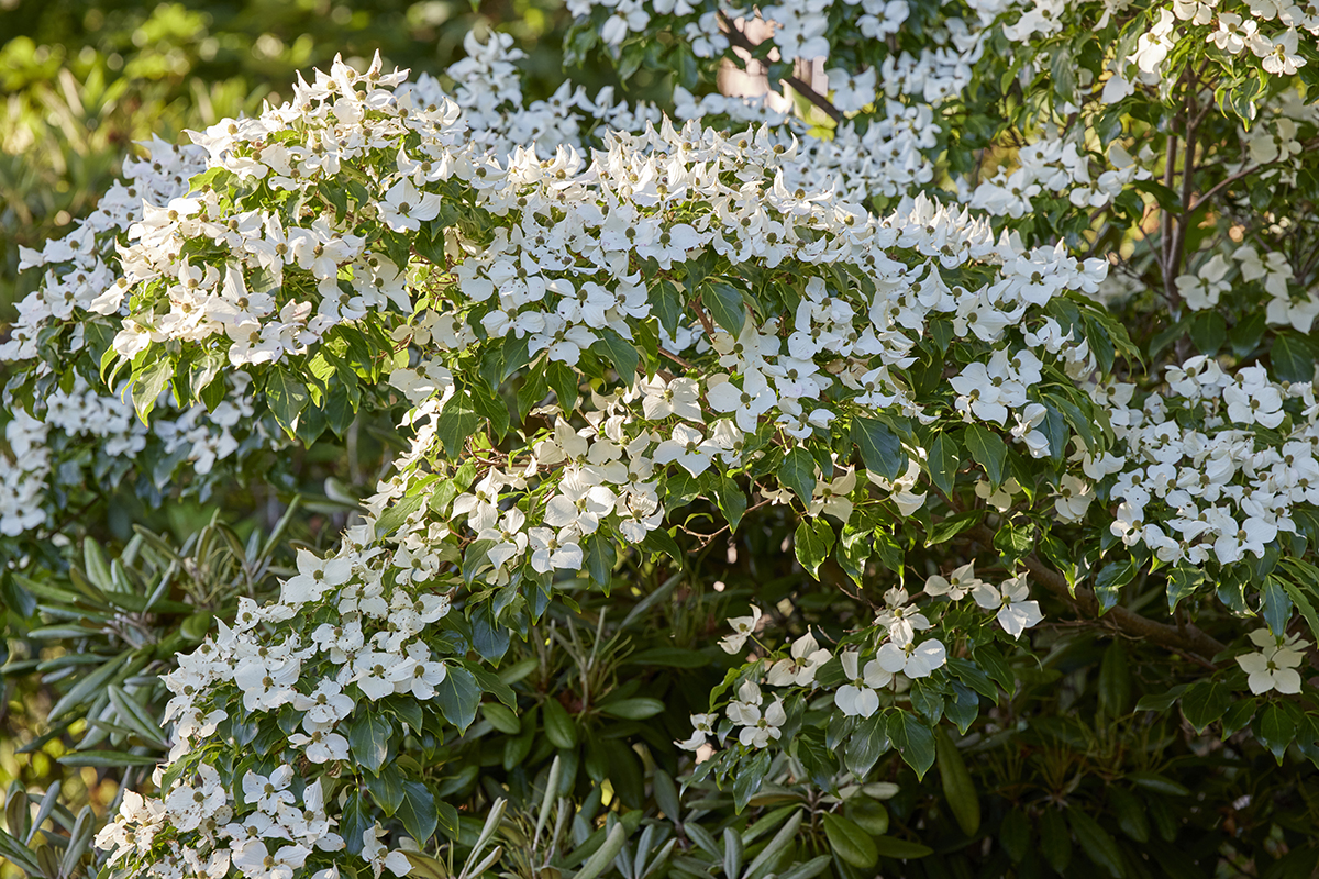Koreakornel, Cornus kousa, Eurostar. Foto Mette Krull