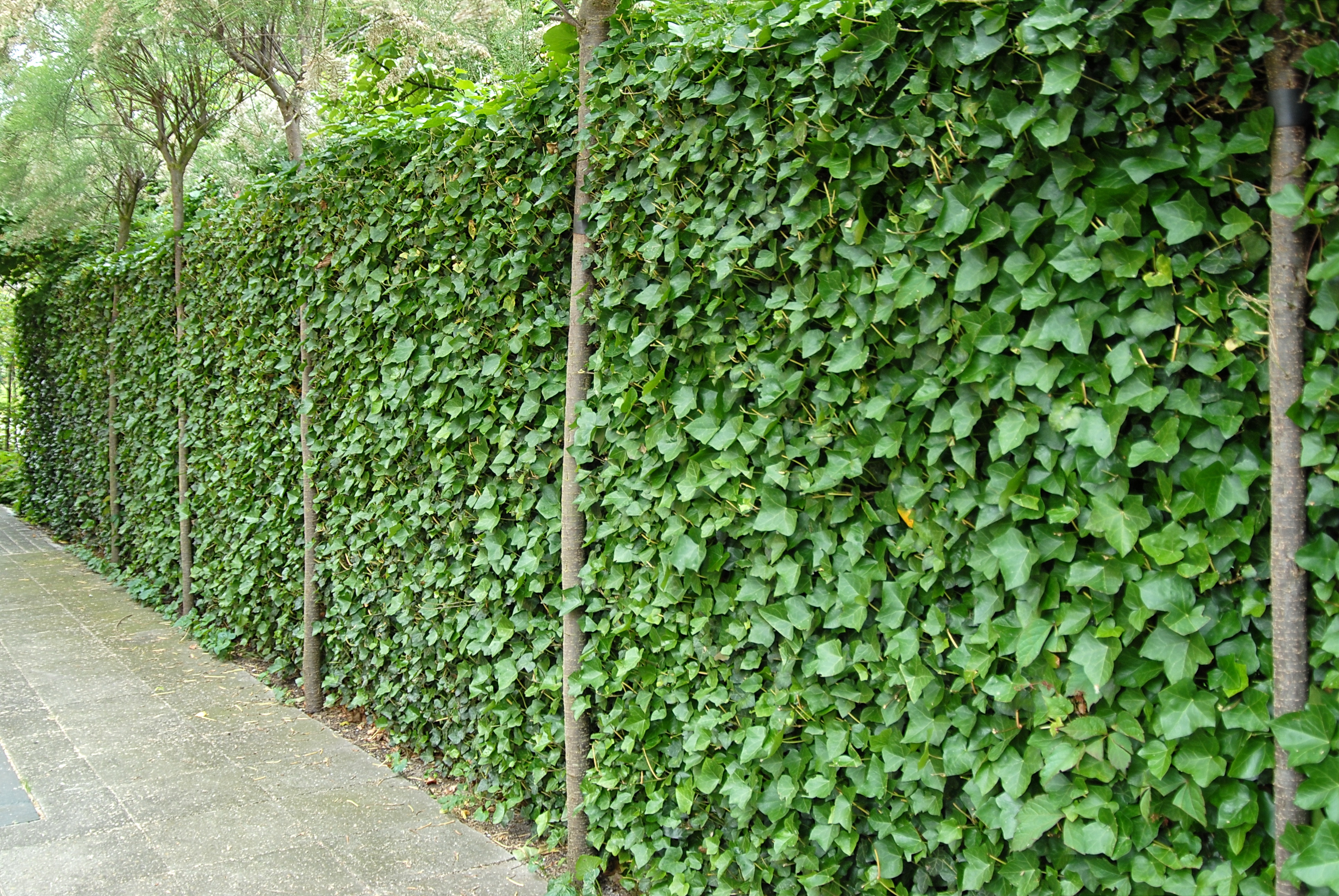 Vedbend på hegn. Foto: Nina Ewald