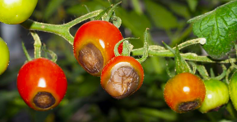 Tomater med griffelråd. Foto: Magnus Gammelgaard