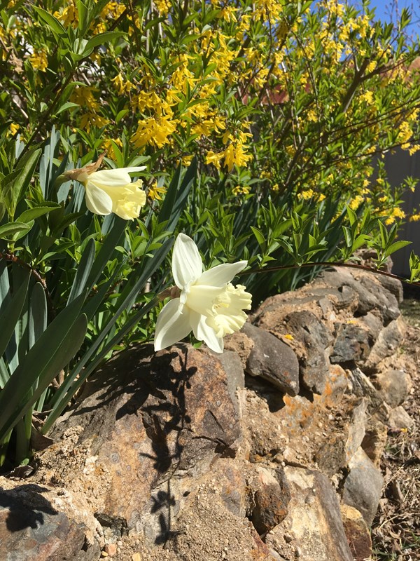 Påskelilje, Narcissus pseudonarcissus 'Mount Hood. Foto: Flickr/Scott Zona
