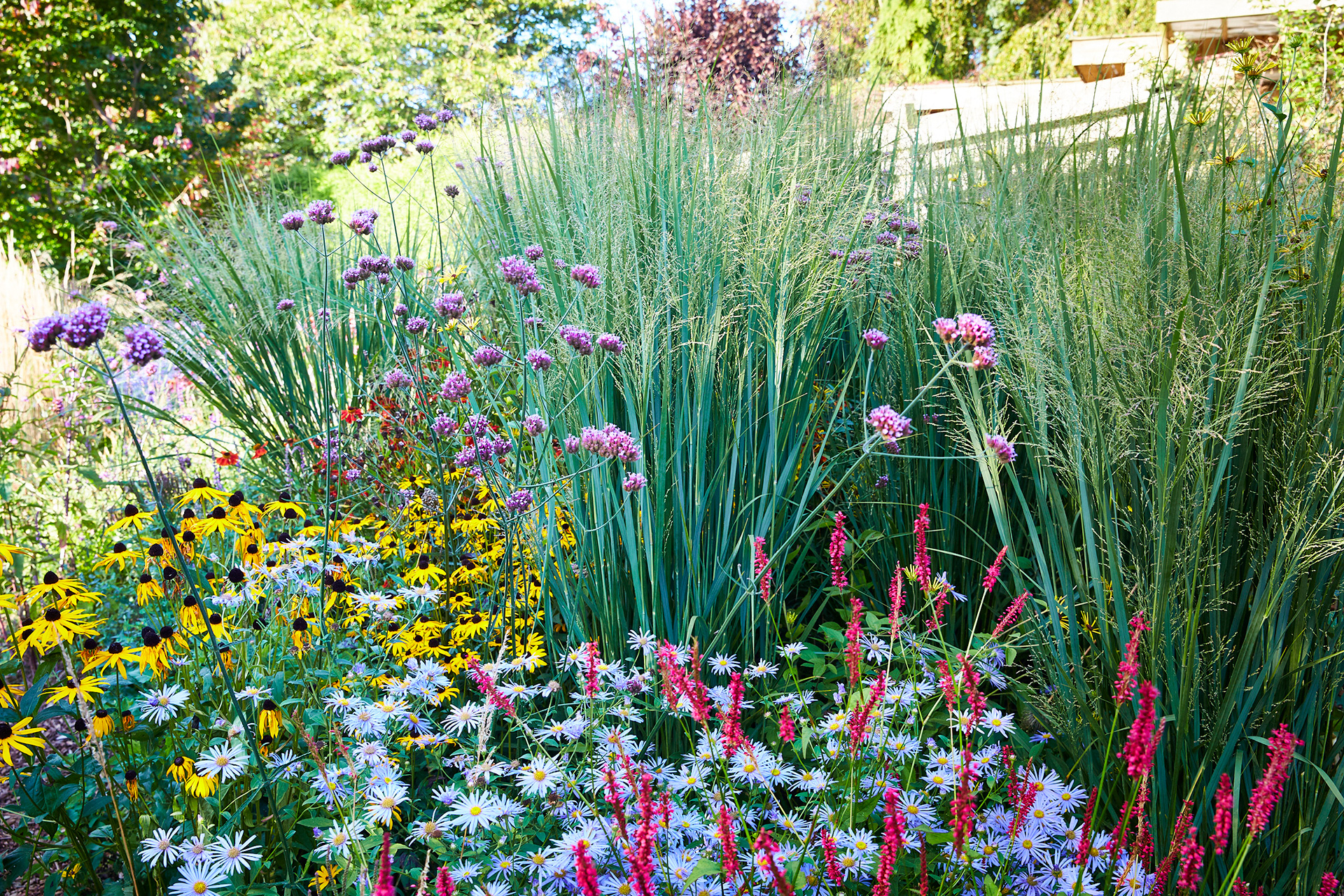Præriehirse, Panicum virgatum 'Northwind' og stauder. Foto: Thomas Evaldsen