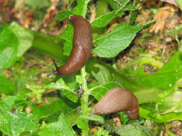 Draebersnegle () Draebersnegle