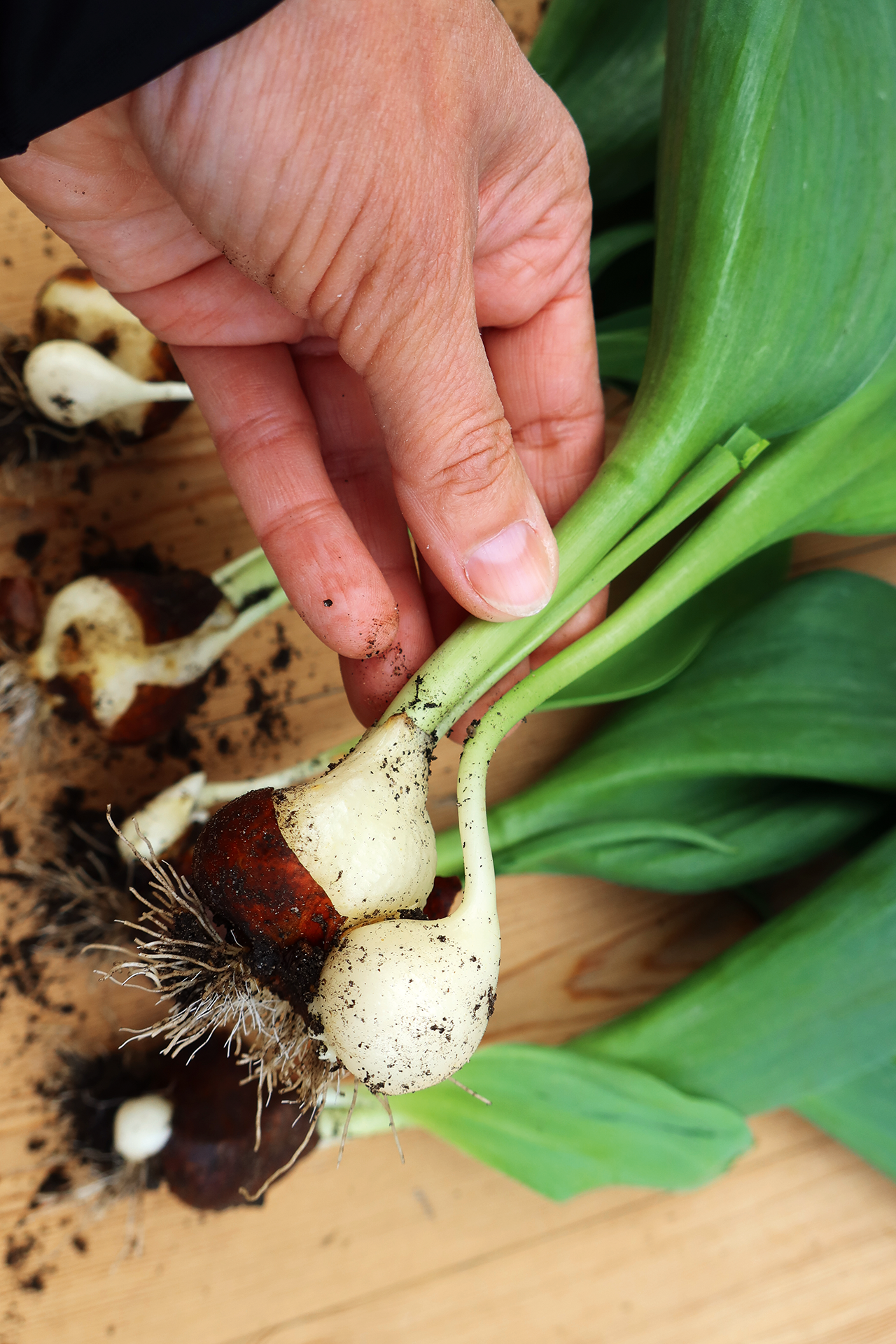 Tulipanløg deler sig og det nye løg, et yngleløg, vil blomstre næste år, hvis det er stort og stærkt nok. Foto: Lotte Bjarke