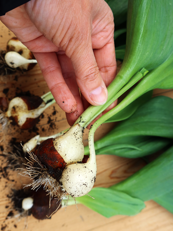 Tulipanløg deler sig og det nye løg, et yngleløg, vil blomstre næste år, hvis det er stort og stærkt nok. Foto: Lotte Bjarke
